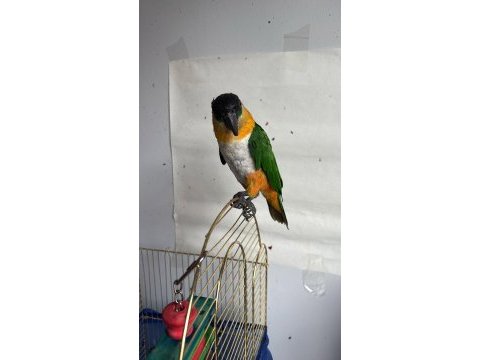 Caique papağanı (siyah başlı caique)