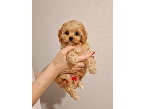 Korean maltipoo yavrularımız