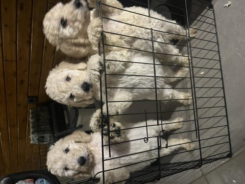 Standart poodle