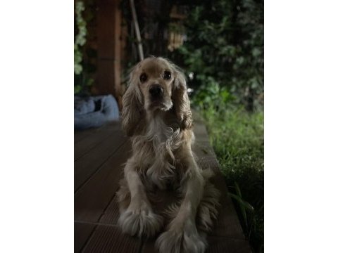 İngiliz cocker oğlumuza dişi arıyoruz