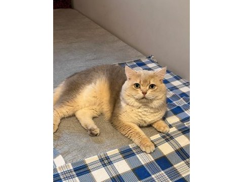 Ücretsiz sahiplendirme kedilerim