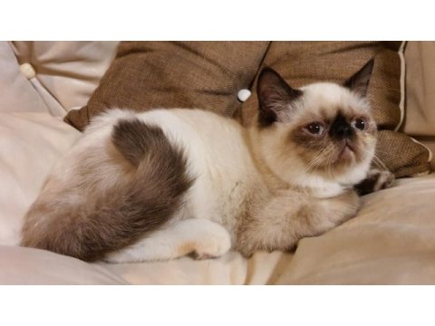 Safkan exotic shorthair blue point dişi l