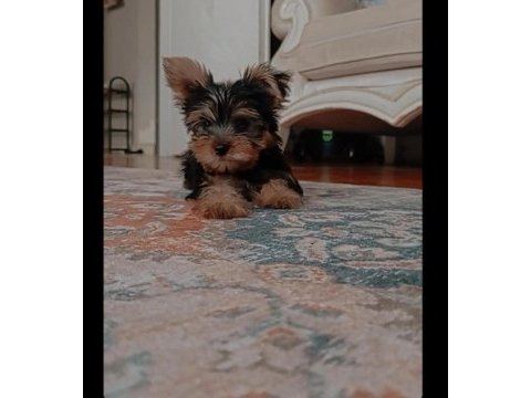 Erkek yorkshire terrier
