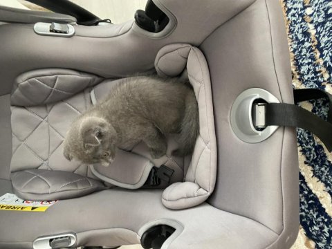Son iki yavru british shorthair