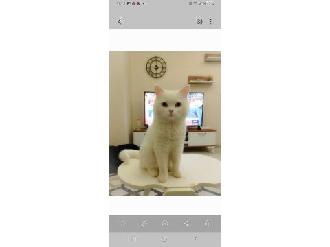 Ücretsiz olarak verilecek british shorthair kedilerim
