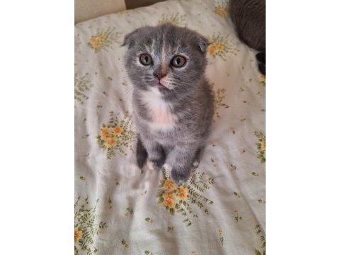 Scottish fold ve british shorthair yavruları özel renkler