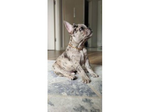 Orjinal ırk french bulldog