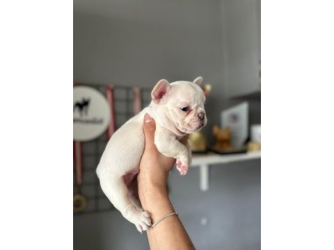 Lilac tan platinium dişi yavru french bulldog