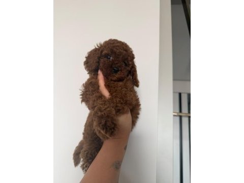 A kalite toy poodle