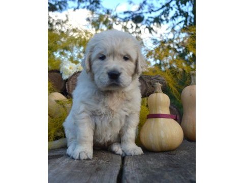Golden retriever adrese teslim kapıda ödeme yapabilirsiniz