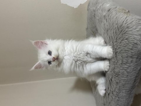 Beyaz saf kan maine coon yavruları xxl