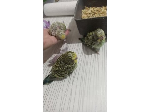 Muhabbet kuşu yavruları el besleme jumbo