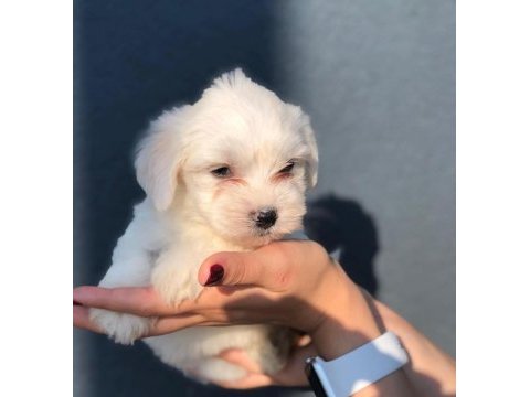 Maltese terrıer yavrular