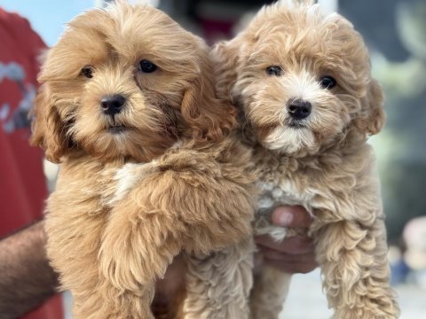 Petmode köpek çiftliğinden maltipoo yavrularımız
