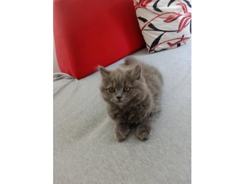 British longhair bebişim hazir