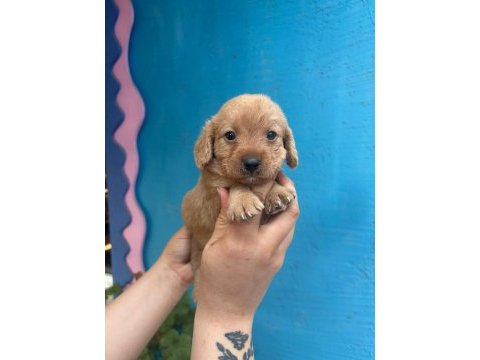 1 aylık maltipoo yavrularımız