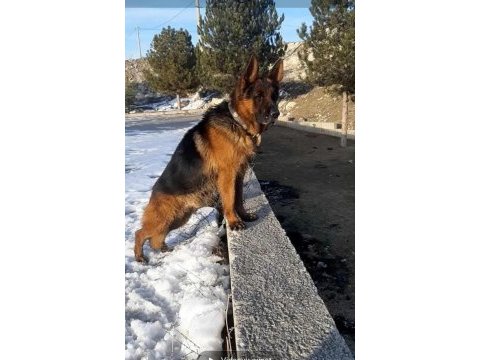 Safkan erkek alman çoban köpeğimiz