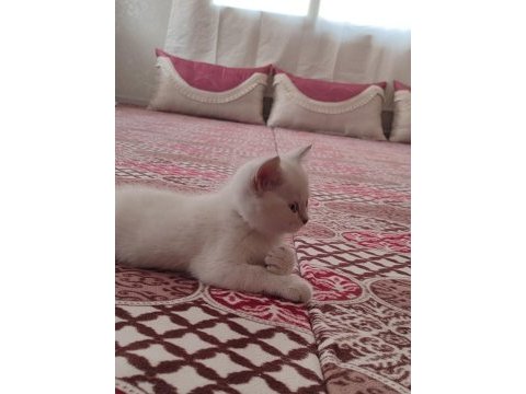 British shorthair yavru