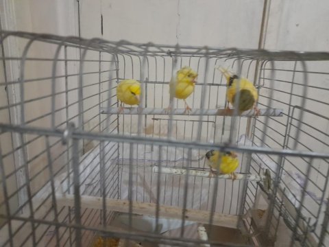 Sağlıklı kanaryalar