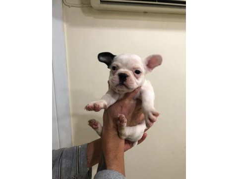 55 günlük french bulldog