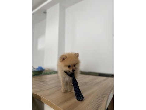 Sevimli ırk pomeranian boo