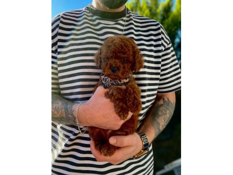 Dark brown kore poodle bebekler
