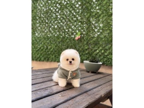 Sağlık ve ırk garantili pomeranian