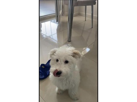 5 aylık erkek terrier white eğitimli