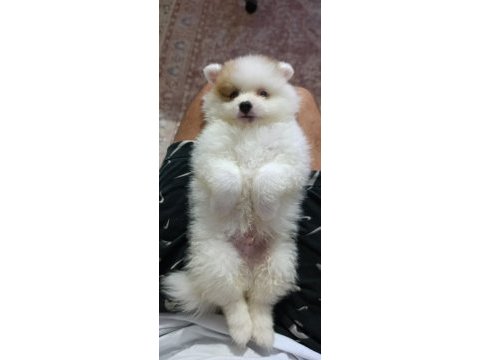 Pomeranian erkek ve dişi yavrularımız