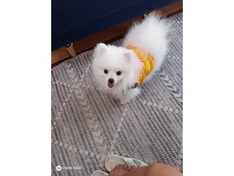 Pomeranian boo erkek karnesi var