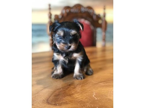 Ankaranın en güzel tea cup yorkshire terrier leri