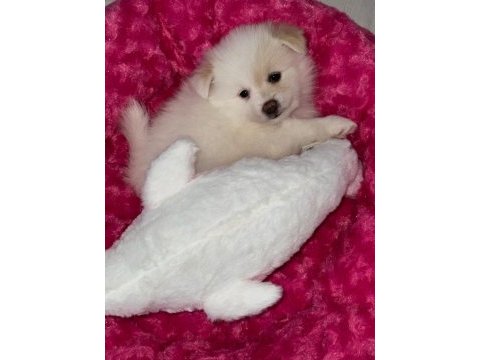 Pomeranian spitz köpeğimiz