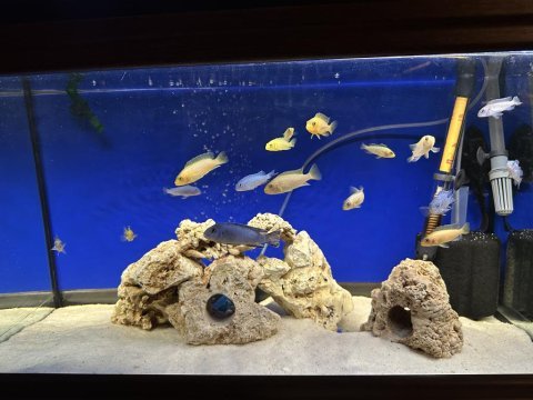 4-9 cm aralığında karışık malawi ciklet 17 adet