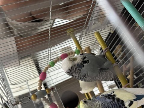 Jumbo muhabbet kuşu