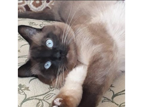 8 yaşında kısırlaştırılmış siyam kedisi ücretsiz