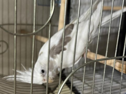 Evcil ele alışık sultan papağanı
