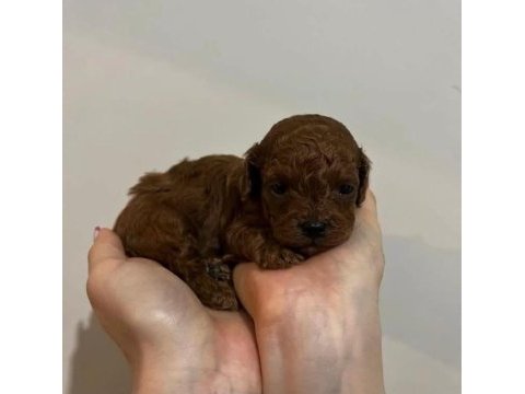 Kore red brown safkan toy poodle yavrular