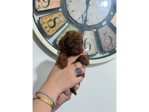 Toy poodle yavruları dişi