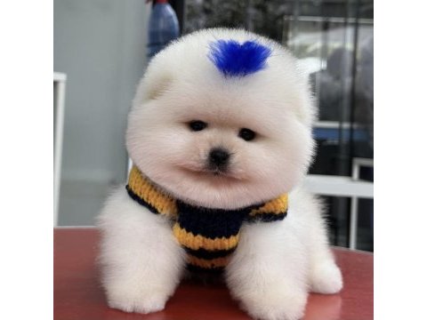 Pomeranian boo orjinal ırk garantili aşılar tam