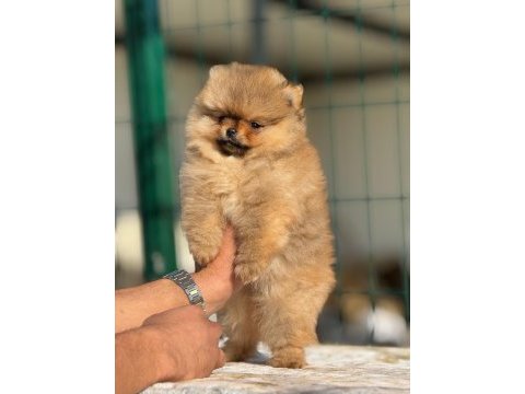Pomeranian cinsi yavrularımız