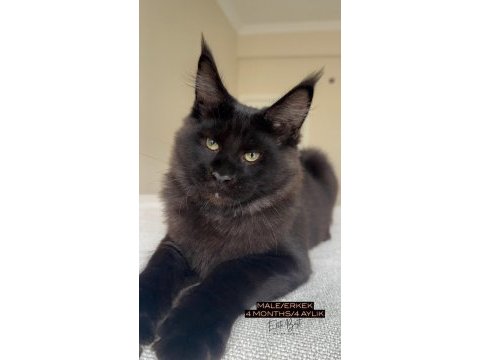 Türkiyenin her yerine teslim xxl maine coon kedileri