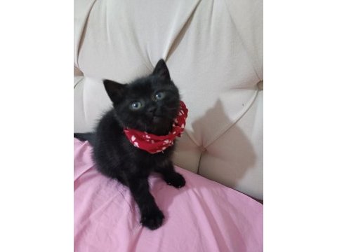 Siyah yeşilgözlü erkek 3 aylık adana bombay