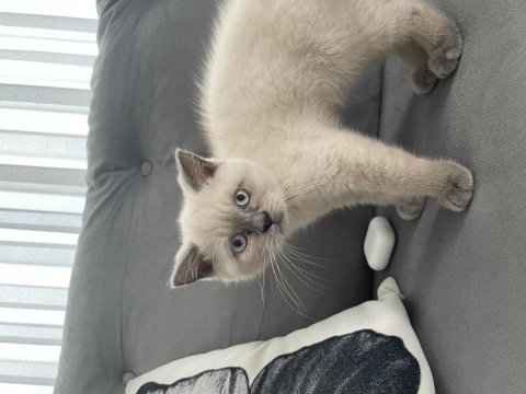 Yavru british shorthair yeni yuvasına hazır