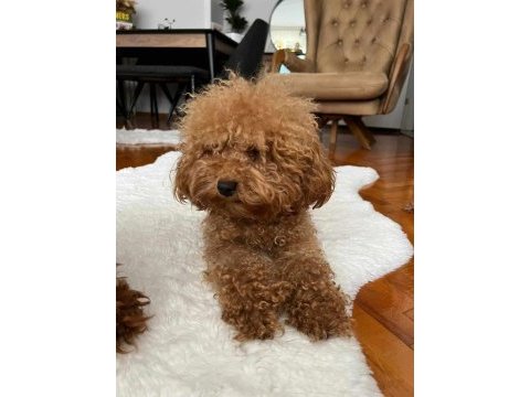 Kore yavrusu a kalite teacup red brown toy poodle yavrular