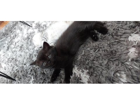 Kara kızıma yuva kedimize