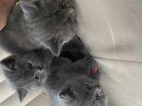 Gri renk british shorthair dişi