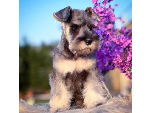 Fcı şecereli miniature schnauzer