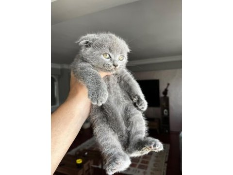 2 aylık scottish fold