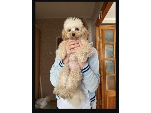 Yetişkin toy poodle dişi köpeğimiz