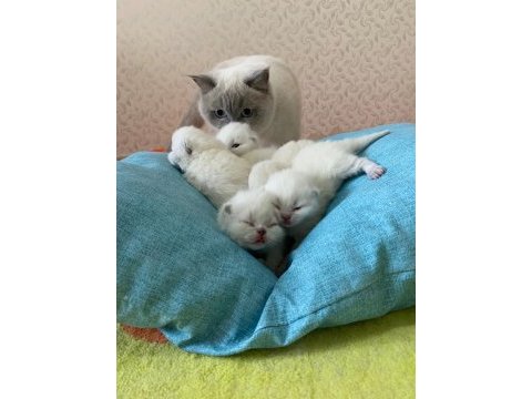 A kalite british shorthair bebekler